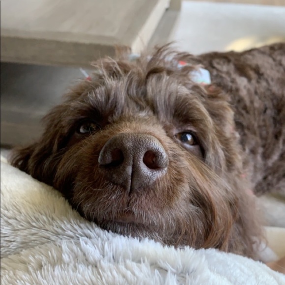 Meet your Posher, Lilia - Picture 1 of 1